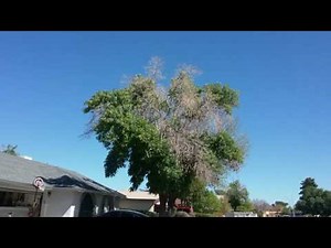 Ash Tree Dead Branches Mesa AZ 480 969 8808 Warner's Tree Surgery