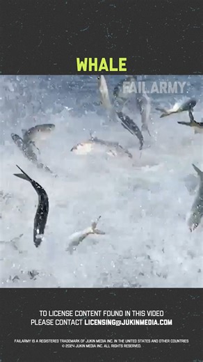 Crazy Animal Interactions! 🫣 | FailArmy