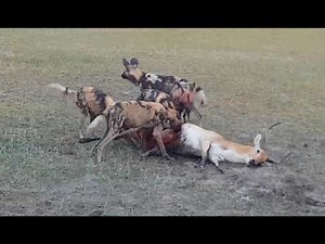 African Wild Dogs chase and kill a Lechwe antelope in Jao Concession, Botswana