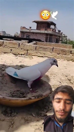 catching pigeon with water in samer #pigeons #catchingpigeon