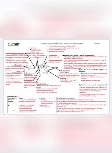 Exploring the Human Ear: A Lifescience Journey
