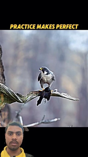 Falcon Training Pays Off! Practice Turns Into a Perfect Hunt!#tarndeng #animals #birds #falcon
