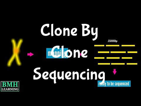 Clone By Clone Sequencing | Difference Between Clone By Clone Sequencing & Shotgun Sequencing |