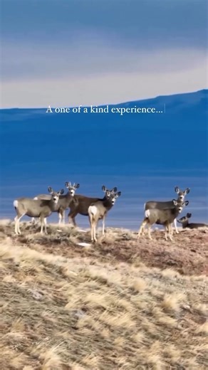 The Wild Winter Photography Workshop is the one-of-a-kind winter experience of every photographer's dreams! The three-day photography workshop led by renowned professional photographers @scott_kranz and National Geographic contributor @stephen_matera takes place February 8-12 in Cody Yellowstone. Over the course of this three-day workshop, you’ll work closely with Scott and Stephen to capture images of winter wildlife and breathtaking landscapes in Cody Yellowstone. When the sun goes down, you w