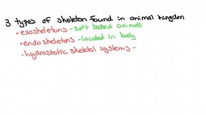 SOLVED:What are the three types of skeletons found in animals? For one of them, describe how the muscles are arranged around the skeleton and how contractions of the muscles result in movement of the skeleton.