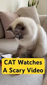 Funny Cat Gets Scared by a Dog Video 😹🐶#catfunny #funnyanimals