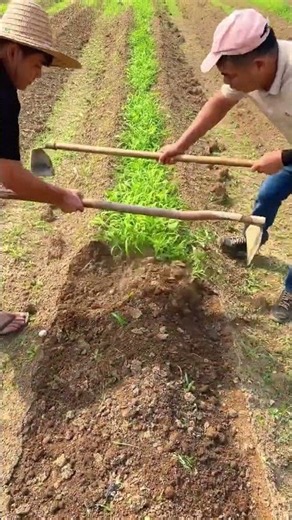 Amazing Water Spinach Harvesting & Bed Preparation | Smart Farming Techniques🌱 #shorts
