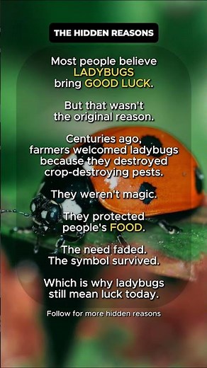 🐞 Why Are Ladybugs Considered Good Luck?