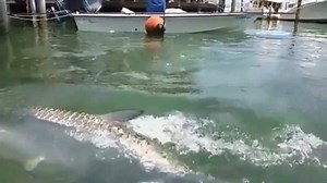 Feeding huge Tarpon in Slow motion!! I included the two biggest Tarpon in the video. 󾟿󾮟Don't forget to like our page for more vids. | Florida FishingTips