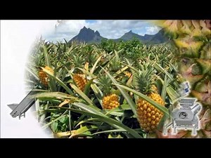Pineapple juice extraction