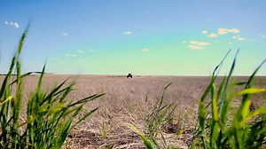 Sprayers are running hard right now. Wouldn't it be nice to take the guesswork out of spraying? Enter SymphonyVision | Rate from Precision Planting. This cutting-edge system uses cameras to detect weed severity to adjust the rate of each nozzle automatically while continuously spraying. See it in action, then visit » precisionplanting.com/products/symphonyvision | Precision Planting