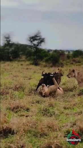 Wildebeest Fights Back Against a Lioness in the Open Savanna