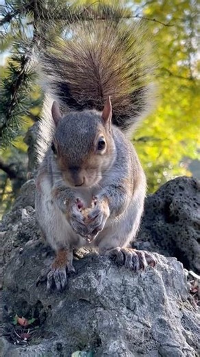 🐿️🥜 Cute Squirrel Eating Nut