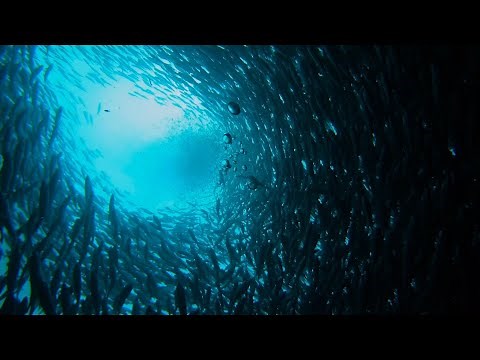 Floating Swarm 1 | The Chinese fishing fleet and the threat to the Galapagos