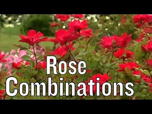 Planting Knock Out Roses in Combination with Drift Roses