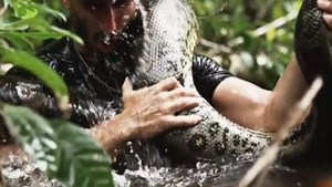 Verrücktes TV-Experiment - Tierfilmer lässt sich angeblich von Anakonda fressen