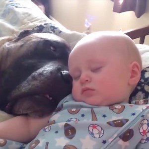 42K views · 1.7K reactions | Adorable Babies Playing With Dogs - Baby and Pet Video #cutebaby | Cute BABY | Facebook