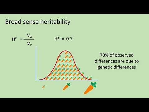Quantitative genetics 3 - Broad sense heritability