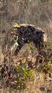 Hyena Enjoying Its Fresh Kil 😳🦴#Hyena #HyenaFeeding #HyenaEating #AfricanSafari #AfricaSafari