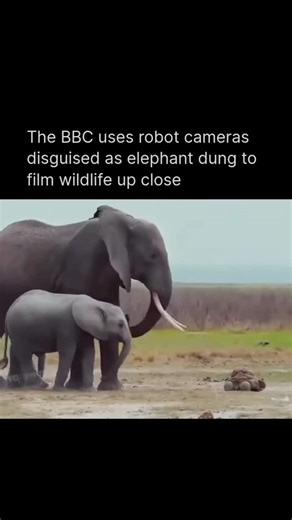 Bro was like why is my poop following me 😭💩 #bbc #wildlife #nature #camera #elephant #wildanimals