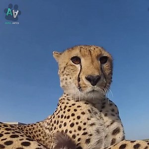 76K views · 323 reactions | Animals v Cameras  | Animal Antics | Facebook