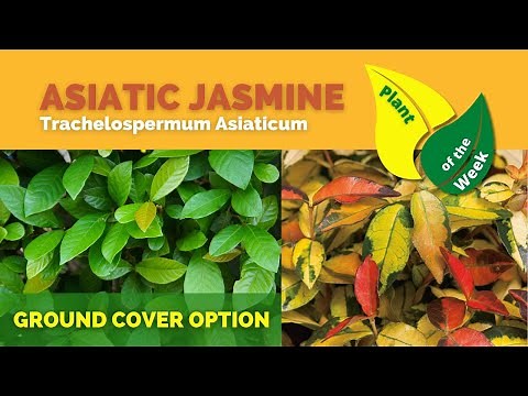 Asiatic Jasmine Ground Cover 🌿 Fast Growing Landscape Plant