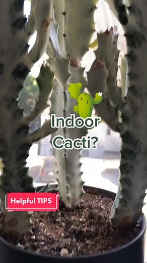 Indoor Cacti Care Tips for Beginners