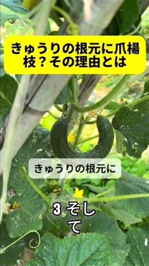 曲がらないきゅうりを育てる裏ワザ #きゅうり栽培 #農業テクニック #家庭菜園