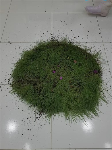 Satisfying Carpet Cleaning: Grass-Covered Transformation
