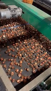 Grading our Tulips. Tulip bulbs are measured in centimeters (cm) around the widest part of their circumference. Top-size bulbs (usually 12 cm) are the largest and most likely to produce strong stems and big flowers. Smaller bulbs may produce smaller blooms or need an extra year to mature. At DutchGrown, we supply only the largest bulbs available. Happy 4th! #tulips #tulipbulbs #gradingtulips #topquality #dutchgrown | DutchGrown