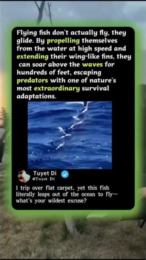 How Flying Fish "Fly" Across The Ocean! 🐟 #Nature #Wildlife #Ocean