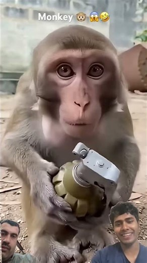 cute monkey fails Funny monkeyhilarious #shorts #funnymonkey
