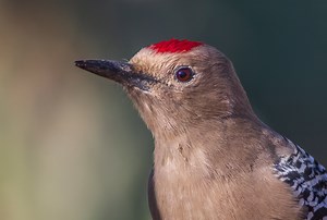 Gila Woodpecker Guide (Melanerpes uropygialis) - Birding Insider