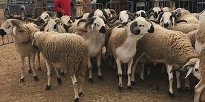 Aïd Al Adha : voici le prix moyen des moutons, brebis, chèvres et boucs