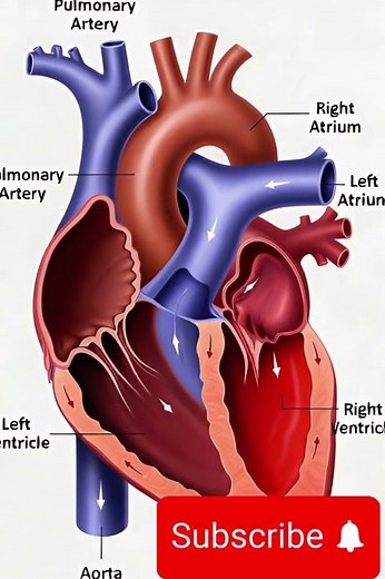 A Journey Inside a Beating Heart | How the Human Heart Works #anotomy #science #heart #facts #doctor