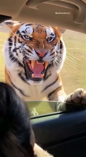 Sheep Jumps Into Woman’s Car to Escape Tiger! 😱 Real Mobile Footage Inside the Car