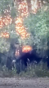 38K views · 463 reactions | Cryptid filmed as it reaches from behind a tree. | Cryptid University | Facebook