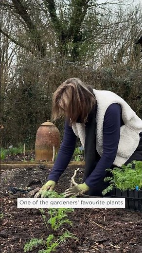 Planting out hardy annuals