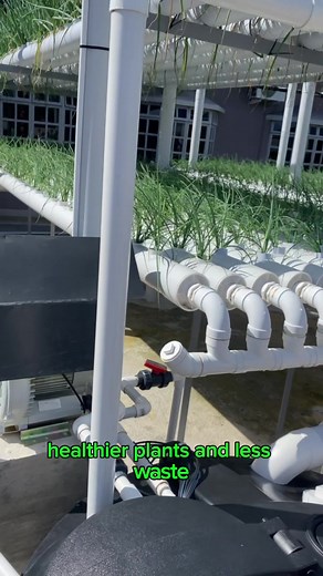 Hydroponics: The Future of Farming Without Soil