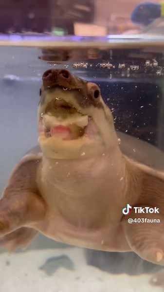 Porkins: The Unforgettable Pig-Nosed Turtle