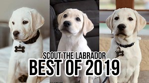 176K views · 10K reactions | Labrador Puppy Growing Up Compilation!  Scout the Labrador | Life With Labradors | Facebook