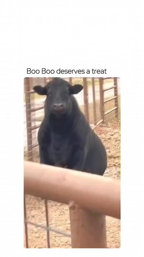 Cute Cow Lovers Club | "Boo Boo the Cow’s Big Adventure" In a quiet village, there was a playful cow named Boo Boo. 🐄 She wasn’t like the other cows—Boo Boo loved... | Instagram