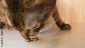 Abyssinian is breed of domestic short-haired cat with distinctive ticked tabby coat, in which individual hairs are banded with different colors. The breed is named for Abyssinia (now called Ethiopia).