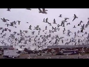 A FLOCK OF SEAGULLS * "HOLY BIRD POOP BATMAN" * CRASHING A SEAGULL PARTY *