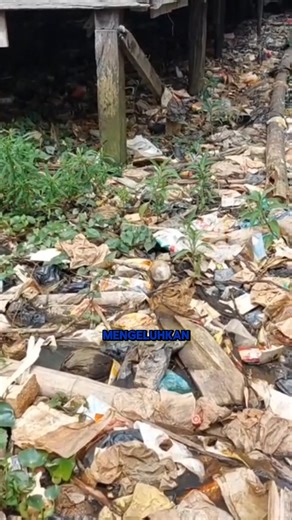 Warga yang bermukim di kawasan pinggiran Sungai Musi, tepatnya di Jalan Ki Gede Ing Suro, Kelurahan 32 Ilir, Kecamatan Ilir Barat II, Kota Palembang, mengeluhkan kondisi lingkungan yang semakin memprihatinkan akibat tumpukan sampah yang ditinggalkan saat air sungai mulai surut. Sampah-sampah tersebut terbawa arus Sungai Musi ketika air pasang dan kemudian mengendap serta berserakan di sekitar permukiman warga.. Simak Selengkapnya Hanya di https://paltv.disway.id | PALTV - Memang Punyo Kito