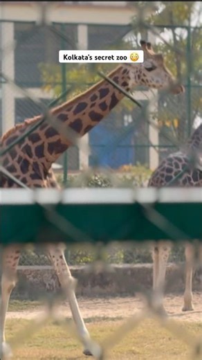 Kolkata’s secret zoo 😳 #ecopark #ecoparkkolkata #kolkatadiaries