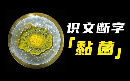 如果黏菌走迷宫是纯属巧合，那么「开口说话」！又该如何解释？