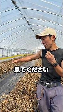 [Strawberry Cultivation] What the greenhouse looks like after harvest #StrawberryFarming #Strawbe...