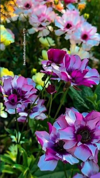 Flower Paradise 🌸 | Stunning Nature Video 4K”