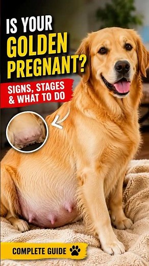 3 Signs Your Dog Is Pregnant 🐾 (Don't Miss These!)